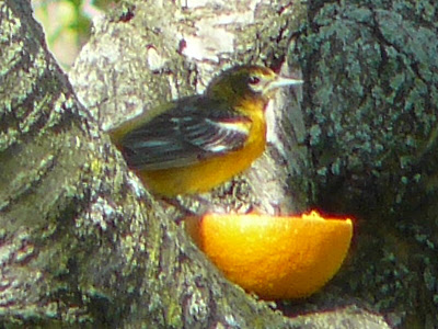 Baltimore Oriole