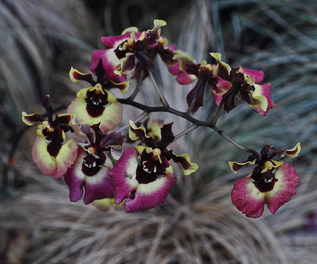 East Conservatory (Woodland Orchid Display) (5)