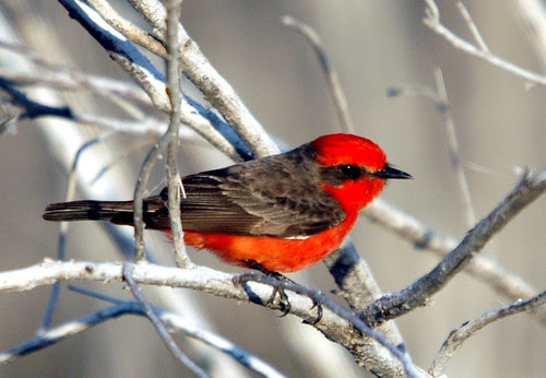 Vermilion Flycatcher, Male by Charles & Clint.