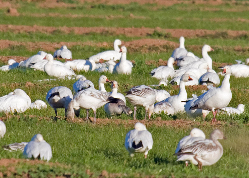 Snow Geese Snow Geese