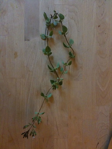 Sprig of oregano, from the garden