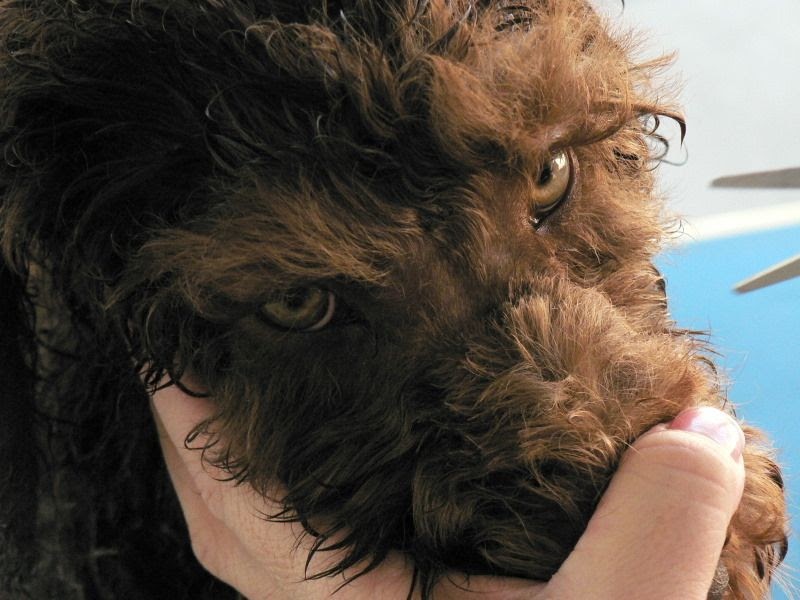 Royal Pet Grooming Brooklyn - The W Guide