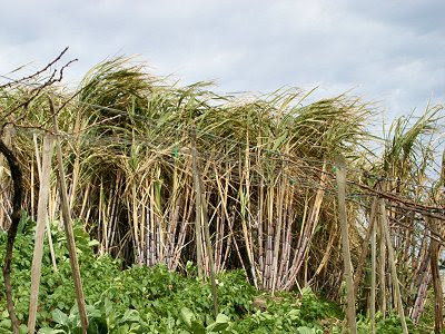 20060225-vs-8583 Cana-de-açúcar - Saccharum officinarum