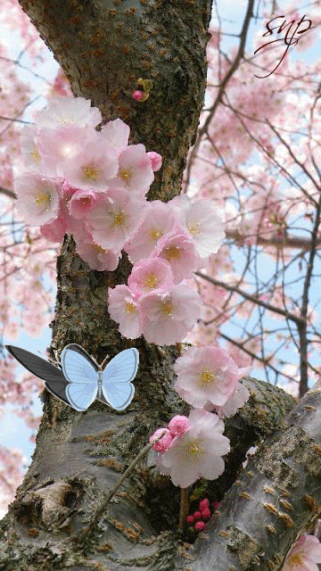 Красивое японское дерево и голубая бабочка