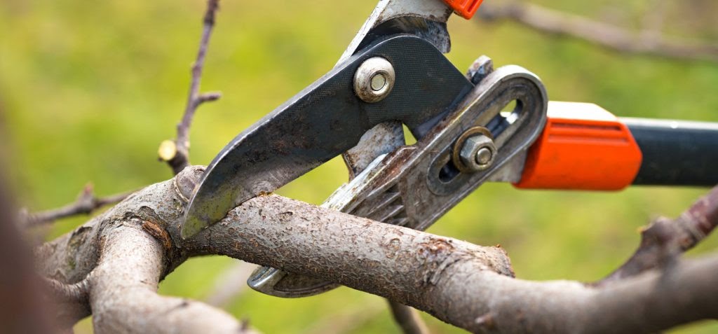 Fruit Tree Pruning Services Near Me | Fruit Trees