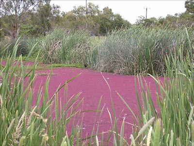 Azolla