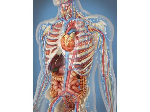 Female Lower Back Anatomy Internal Organs / Female Lower Back Anatomy