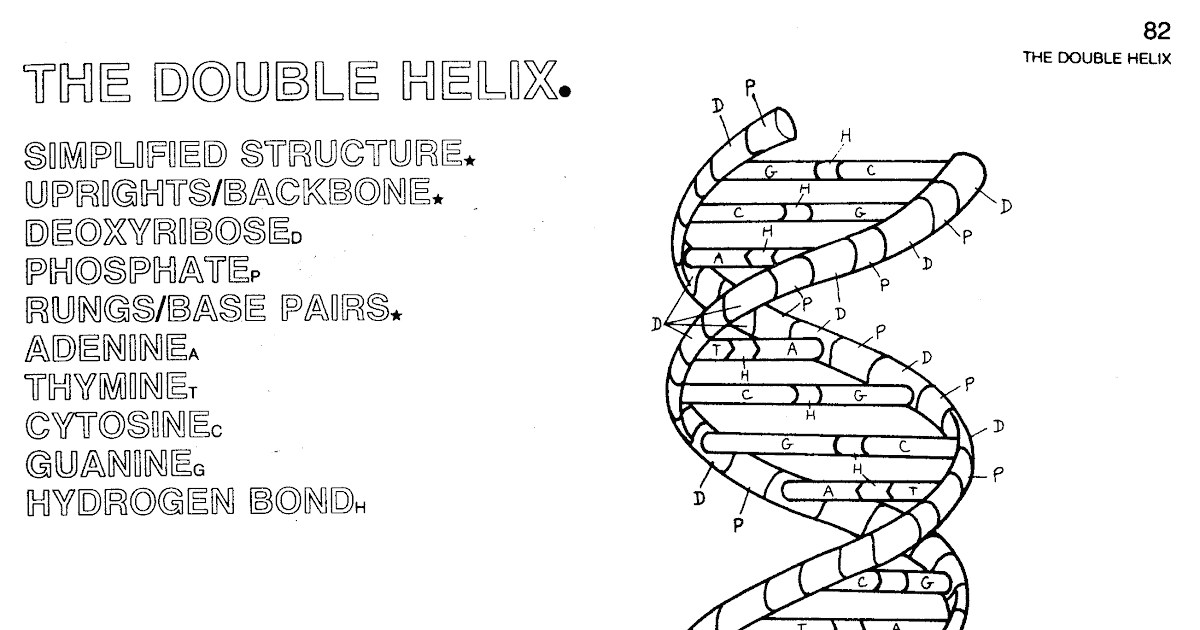 dna-the-double-helix-worksheet-answers-worksheet