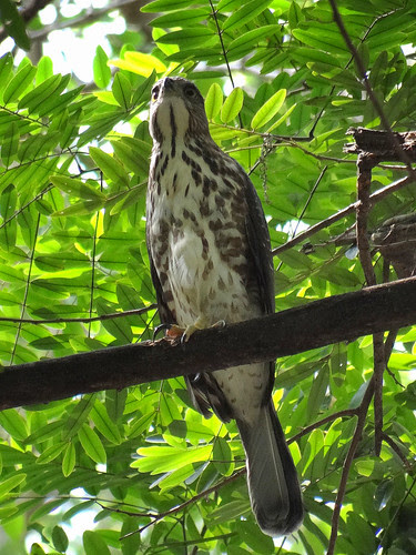 鳳頭蒼鷹/無限台南