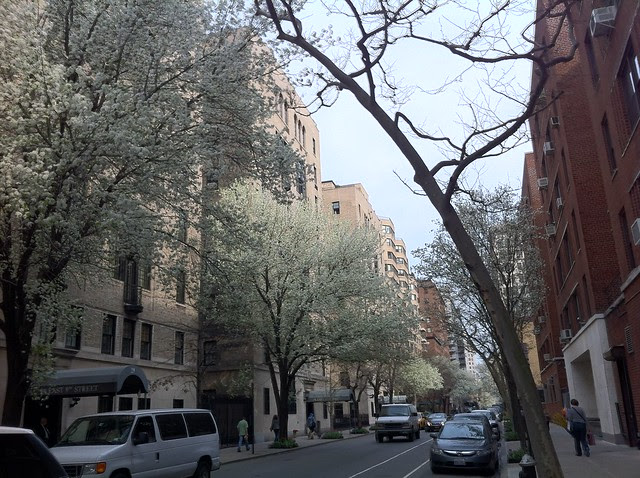 A Walk for the Blooming Trees