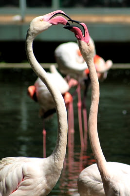 Flamingos