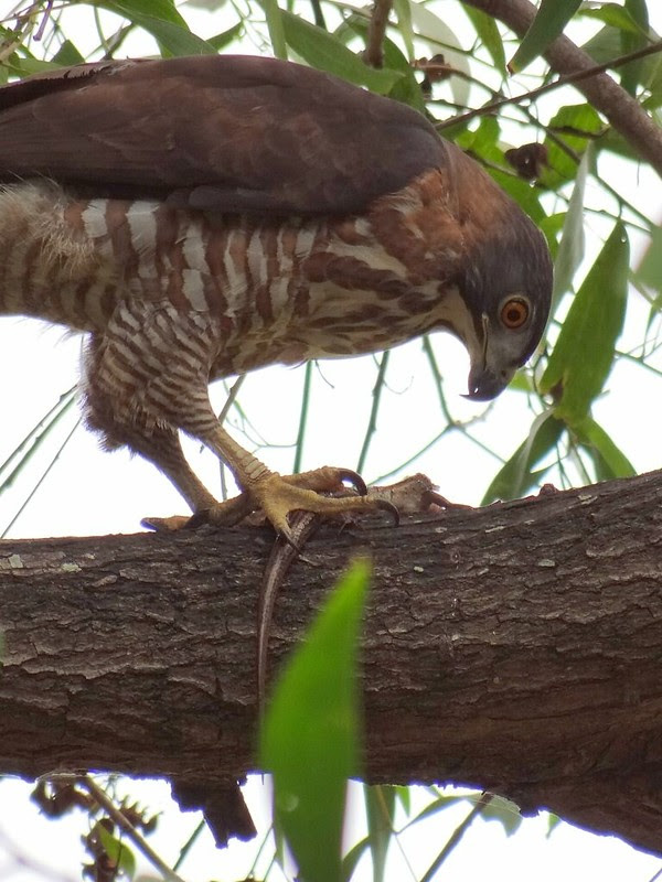 鳳頭蒼鷹/無限台南