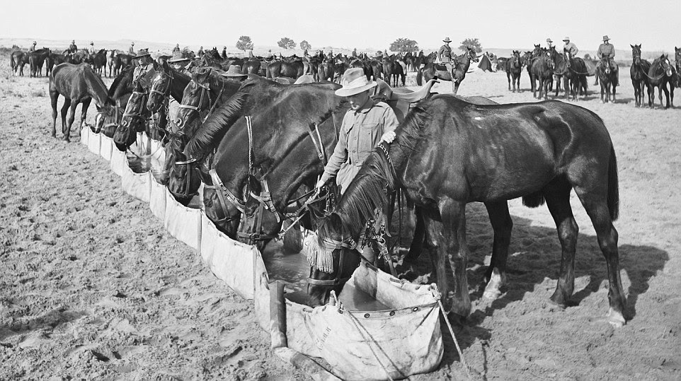 Horses usually drink about 30 litres of water a day but in the height of the war when resources were stretched, horses often went 60 hours without water carrying over 130 kilograms of equipment, food, water and supplies. 
