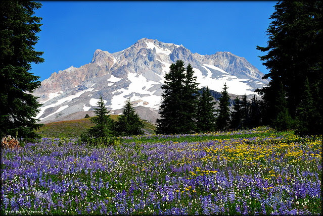 Paradise Park - Mt. Hood