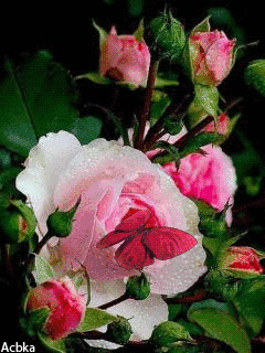 Розы с бабочкой