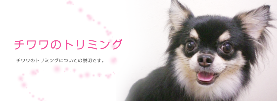 [10000印刷√] 犬 カット 種類 チワワ 912862犬 カット 種類 チワワ