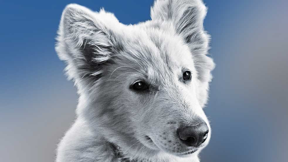 Perfect Dogs hunde_gesichter