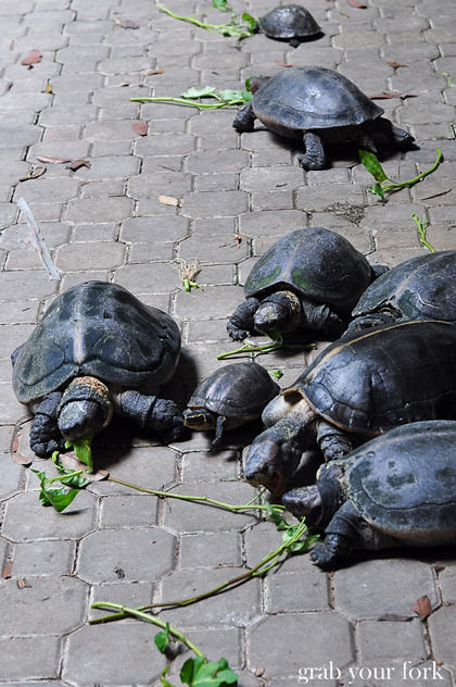 Tortoise at Perak Tong Cave Temple