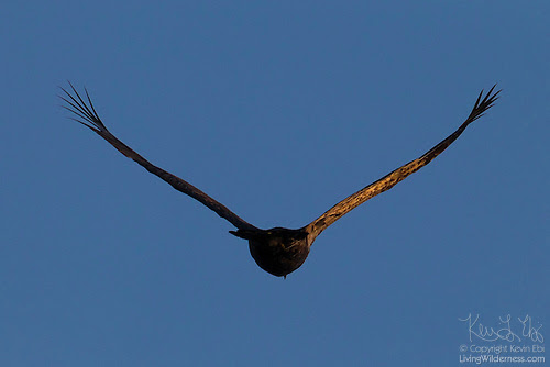 Bald Eagle Flying Away