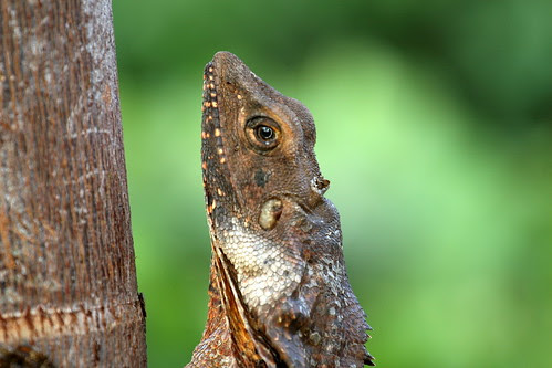 Frill-Necked lizard