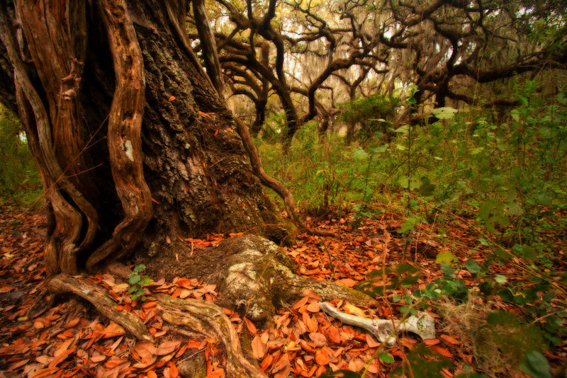 Photo & Video Sharing by SmugMug Photo & Video Sharing by SmugMug