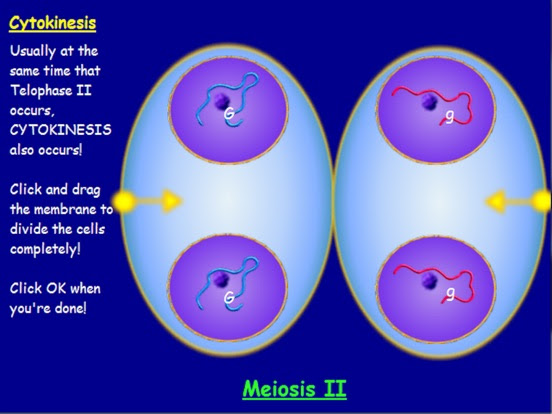 snurfle-meiosis-worksheet-answer-key-page-2-snurfle-meiosis-and-genetics-answer-key-mvphip