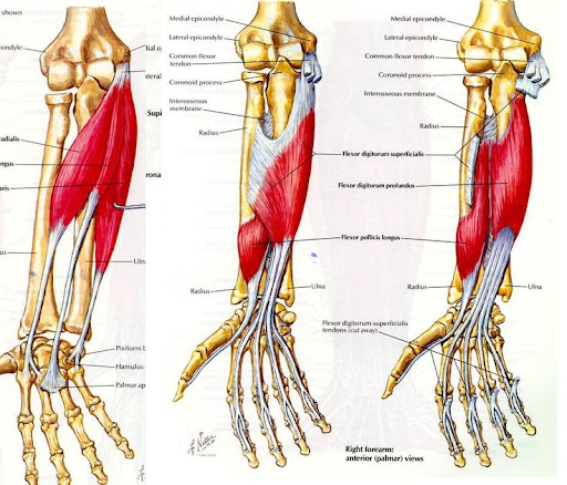 Human Arm Bone Anatomy - Principles of Human Anatomy and Physiology
