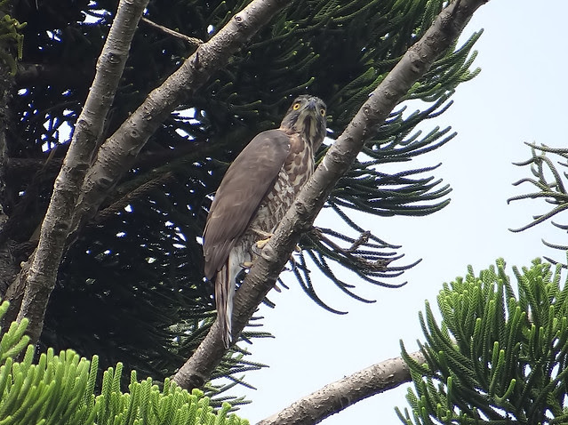 鳳頭蒼鷹/無限台南