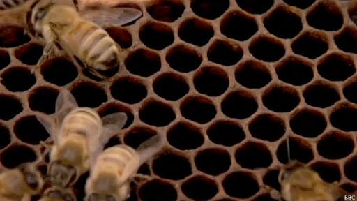 CURIOSIDADES DE LAS ABEJAS - CURIOSITIES OF THE BEES