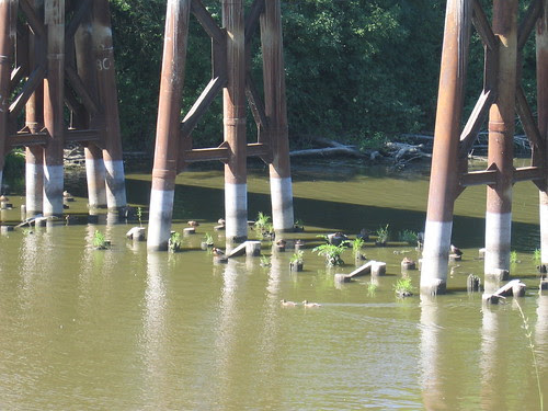 Check out the duckies on the pilings under the bridge