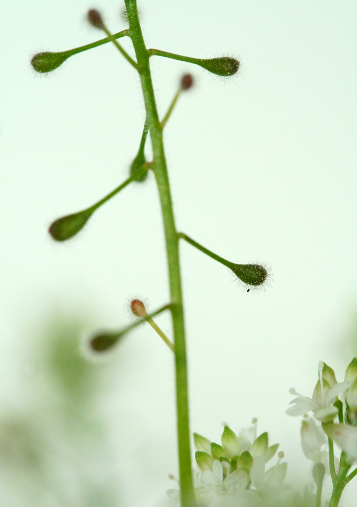 can you see the little hairs?