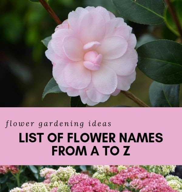 Pictures Of Flowering Plants With Name An Alphabetical List Of