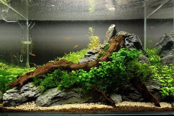 1000+ images about Aquascaping on Pinterest Aquarium, Aga and Planted ...