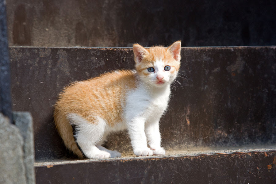 猫 生後 2 ヶ月 大き さ