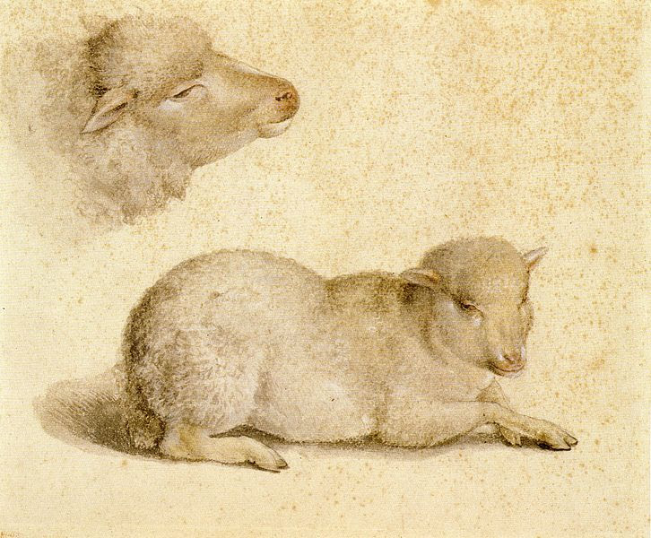 File:Resting Lamb and Head of a Lamb, by Hans Holbein the Younger.jpg