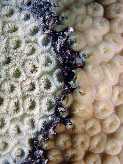 Montastraea Cavernosa With Active Black Band Infection