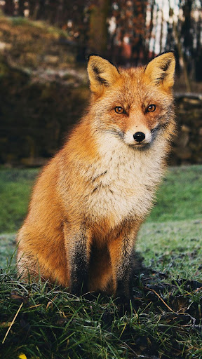 Animal Wallpaper 4K Iphone : Animal iPhone Wallpaper | PixelsTalk.Net