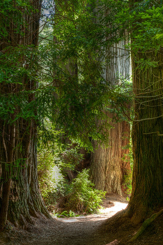 HDR - A path in the Redwoods