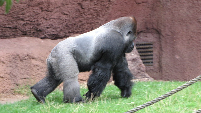 20110126_Sx1IS_022