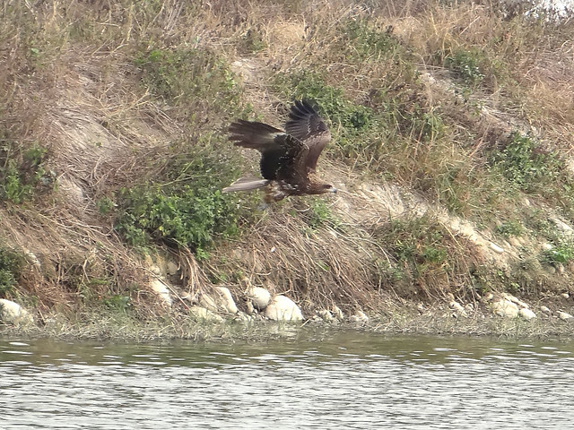 黑鳶、老鷹/無限台南