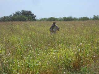 More Pulling Cocklebur Weeds in Sorghum Almum Field