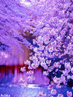 Сакура в цвету