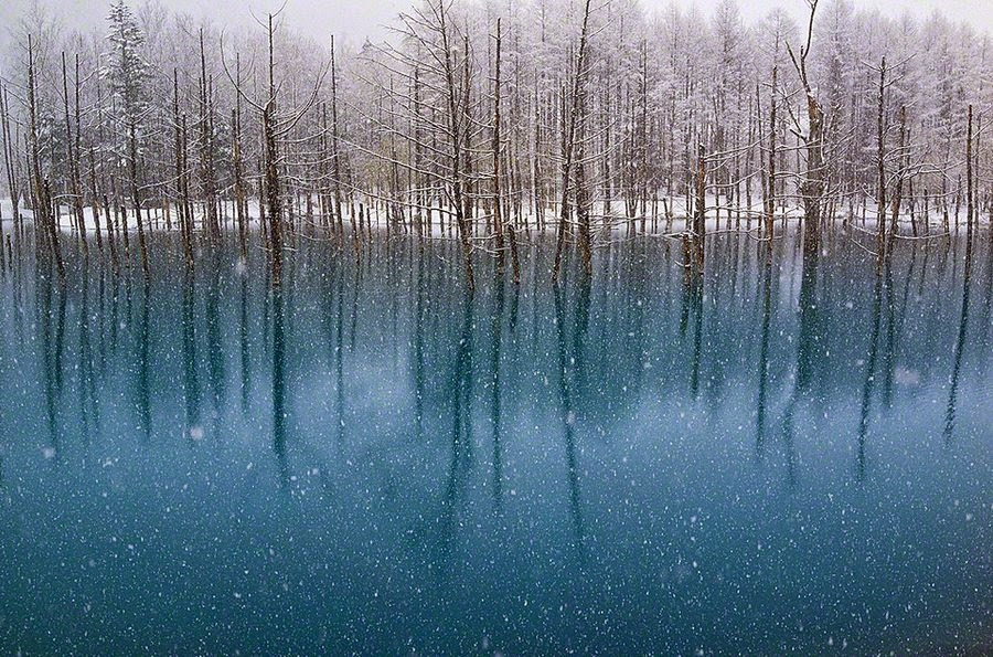 Blue Pond atau bak biru dibawah ini terletak di tepi kiri Sungai Bieigawa UNiknya Blue Pond di Hokkaido Jepang
