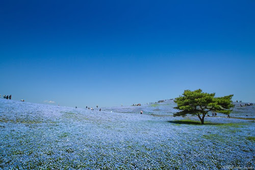 Cánh đồng màu xanh bát ngát này là đồng hoa thuộc loài Nemophila, có màu sắc bầu trời đặc trưng. Hoa có tên đôi mắt màu xanh giống như hình dạng của chúng.