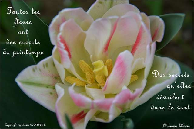 Au pays des images et des mots Citation&hellip;Toutes les