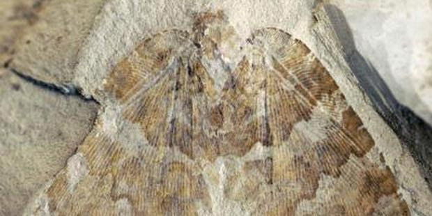 http://assets.kompas.com/data/photo/2011/10/10/1824035620X310.jpg