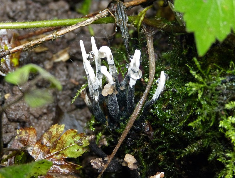 28972 - Candlesnuff Fungus
