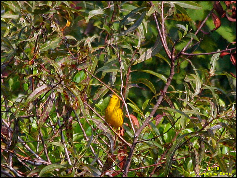 Yellow Warbler Yellow Warbler