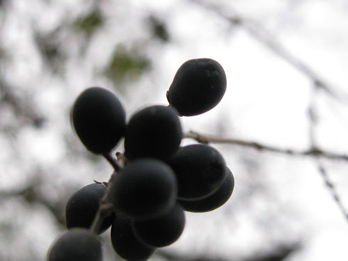 dark berries on grey