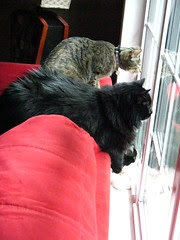 Huggy Bear, Maggie and Josie watching a squirrel on the deck
